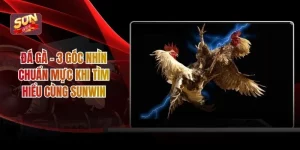 Đá Gà - 3 Góc Nhìn Chuẩn Mực Khi Tìm Hiểu Cùng Sunwin