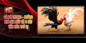 Gà Đá Thomo - Không Khí Sàn Đấu Và 5 Nét Văn Hóa Thú Vị