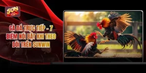 Gà Đá Trực Tiếp - 7 Điểm Nổi Bật Khi Theo Dõi Trên Sunwin