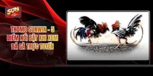 Thomo Sunwin - 5 Điểm Nổi Bật Khi Xem Đá Gà Trực Tuyến