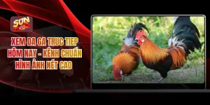 Xem Da Ga Truc Tiep Hôm Nay - Xem 24/7 Hình Ảnh Nét Cao 